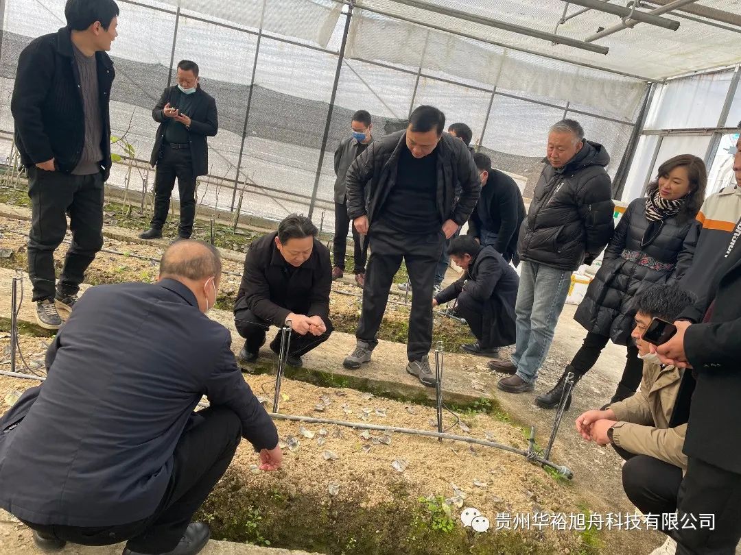 遵义市林业局赴利川市调研山桐子种植基地