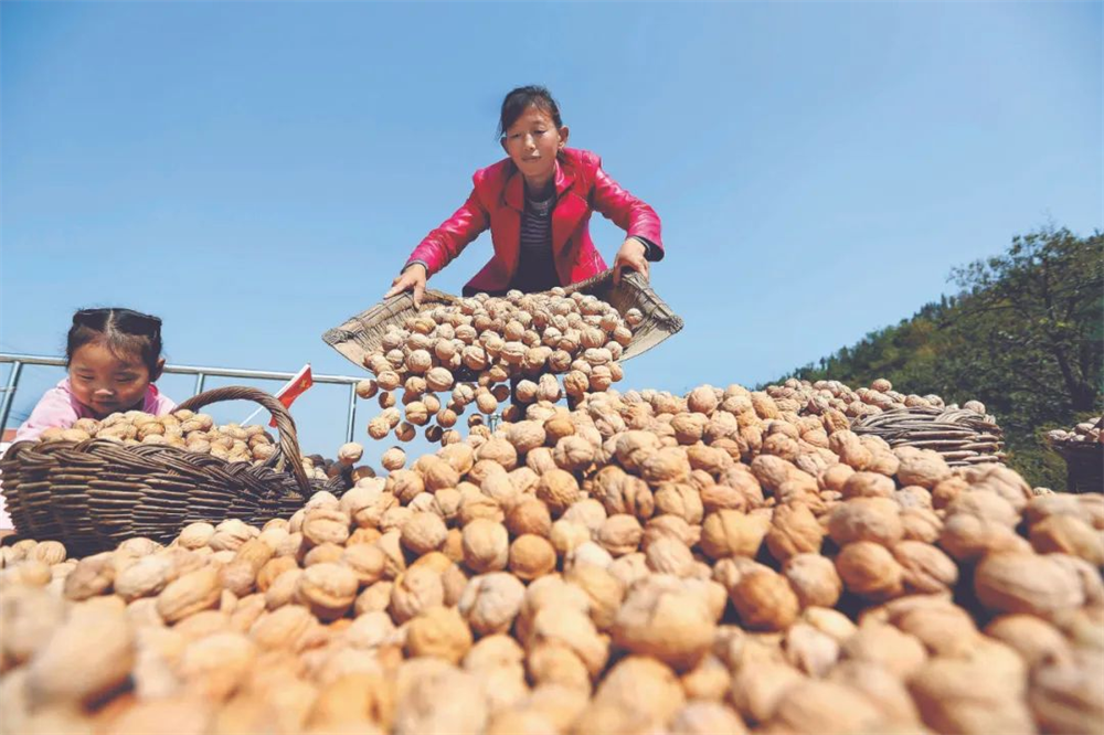 森林是粮库，山桐子是油库