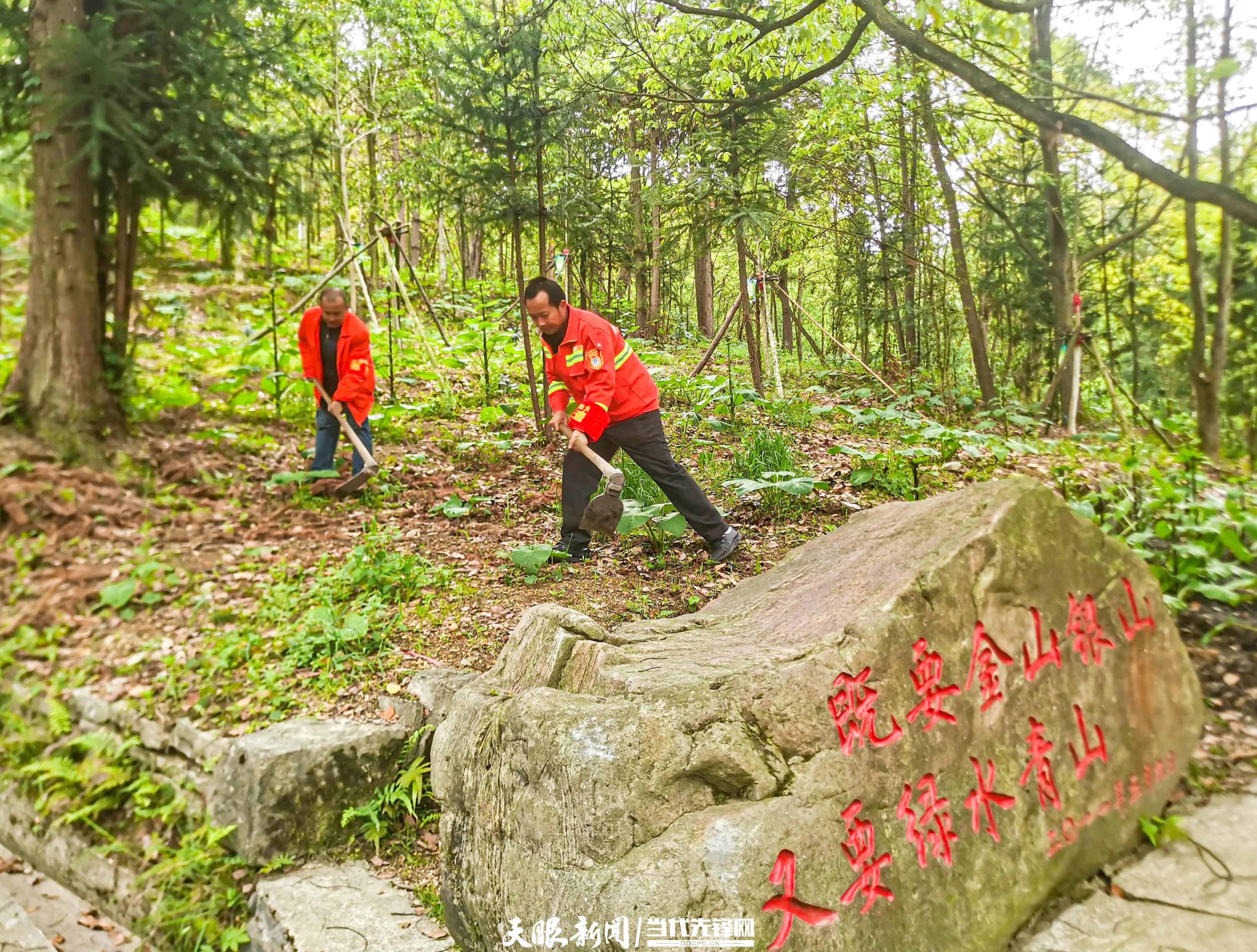 1 甘溪林场管理员和护林员为林下种植的百合进行除草。虞思滔 摄.jpg