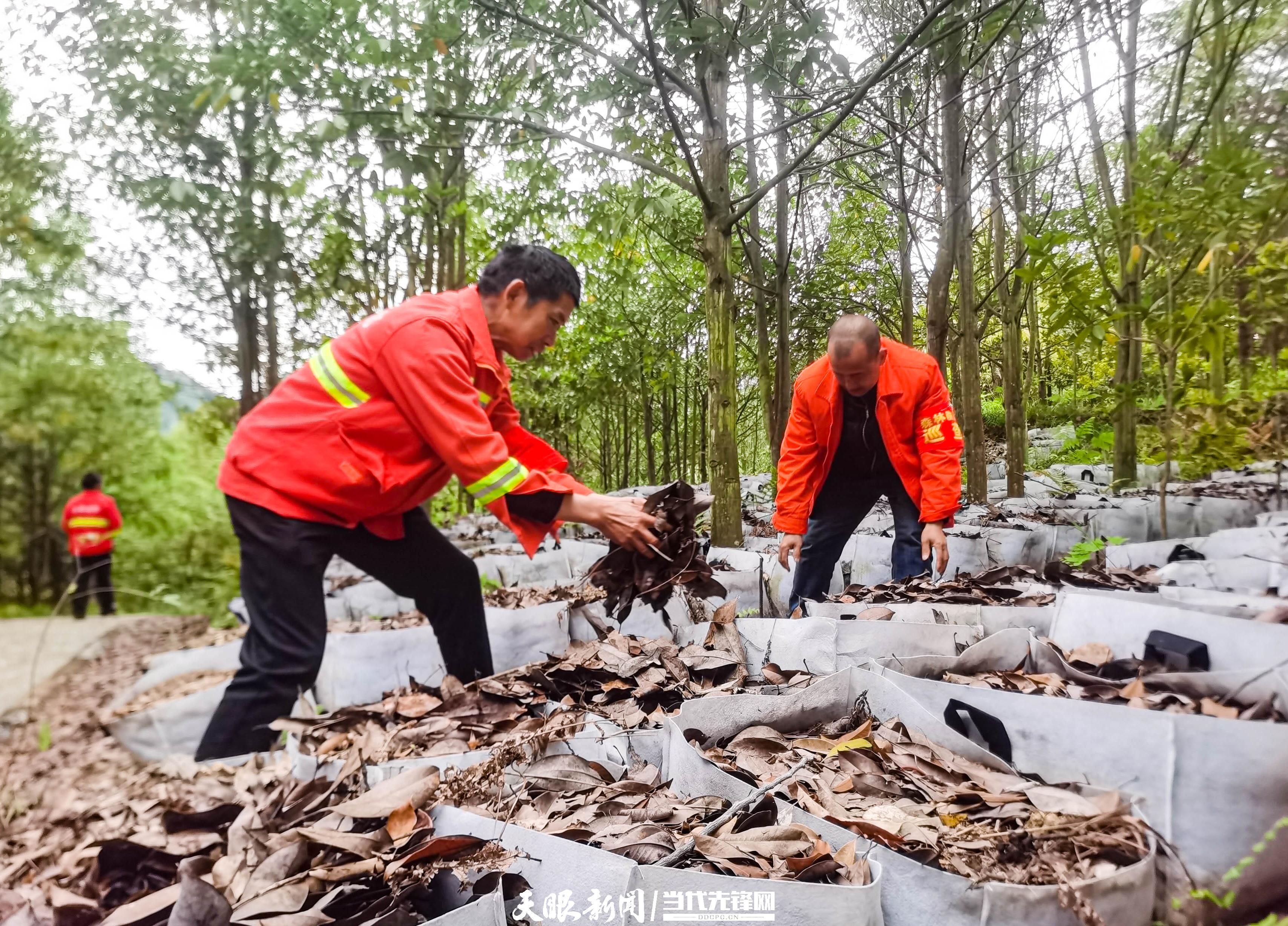 2 甘溪林场员工位林下种植的天麻铺上落叶以保湿保温。虞思滔 摄.jpg