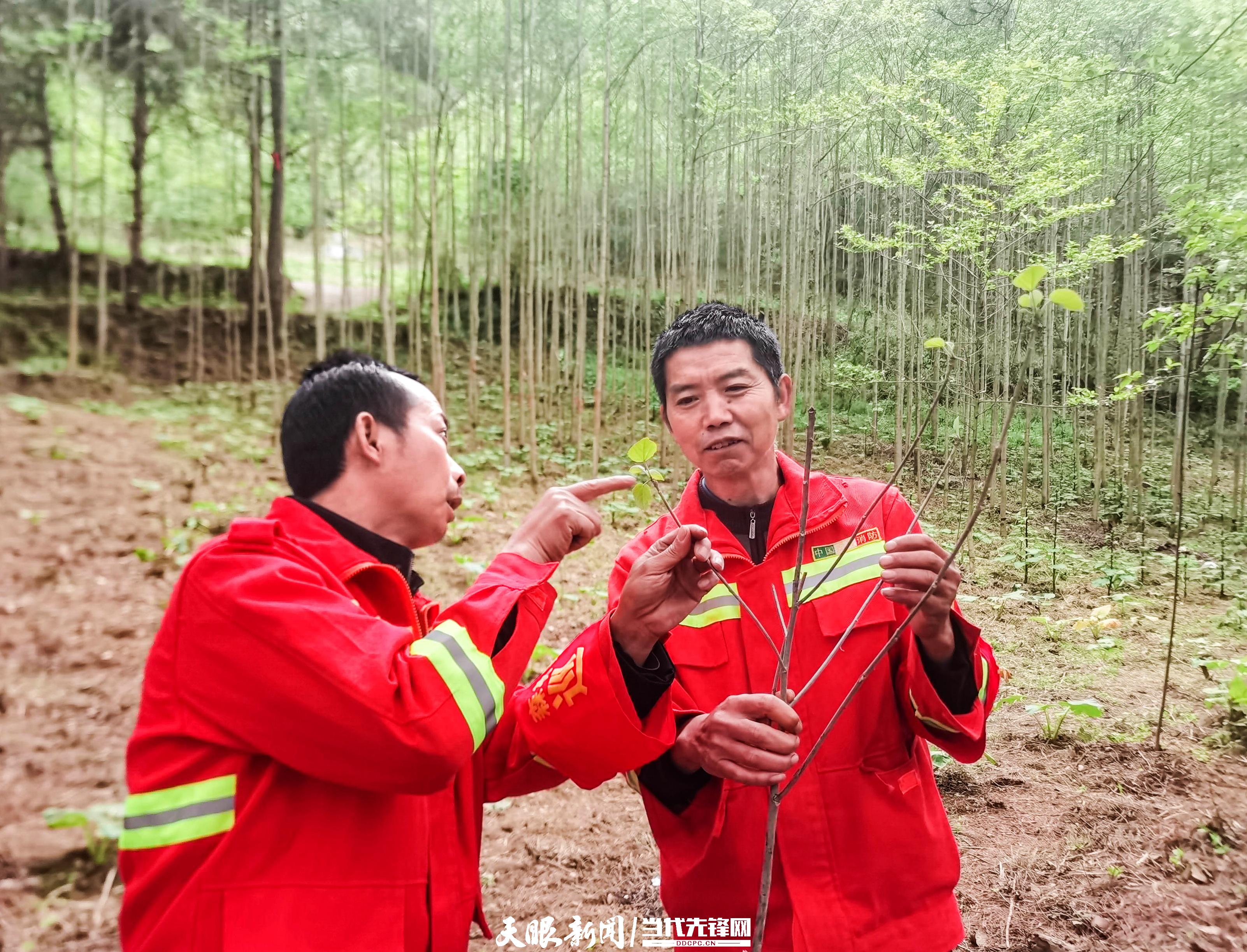 3 甘溪林场护林员查看新植山桐子树苗长势。虞思滔 摄.jpg